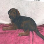 An image of Farrah. Farrah is a Terrier.