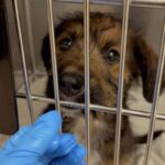 An image of Farrah. Farrah is a Terrier.