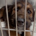 An image of Farrah. Farrah is a Terrier.