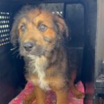 An image of Farrah. Farrah is a Terrier.