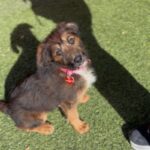 An image of Farrah. Farrah is a Terrier.