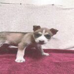 An image of Feather. Feather is a Husky, Siberian.