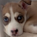 An image of Feather. Feather is a Husky, Siberian.