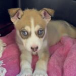 An image of Feather. Feather is a Husky, Siberian.