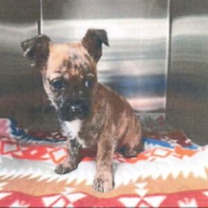 An image of Pip. Pip is a Pug.