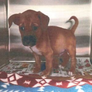 An image of Squeak. Squeak is a Pug.