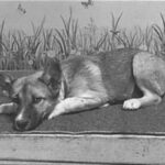 An image of Sergio. Sergio is a Shepherd, German.