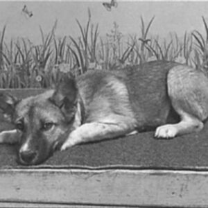 An image of Sergio. Sergio is a Shepherd, German.
