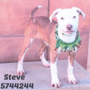An image of Steve. Steve is a Terrier, Pit Bull.