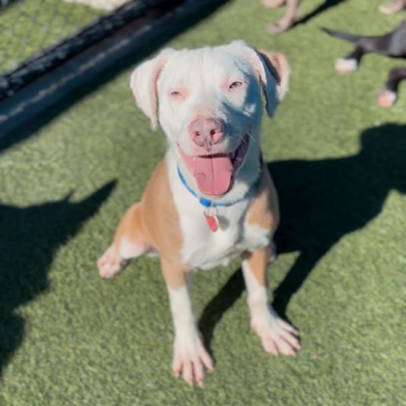 An image of Steve. Steve is a Terrier, Pit Bull.