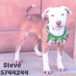 An image of Steve. Steve is a Terrier, Pit Bull.