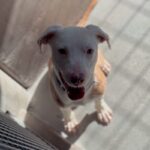 An image of Steve. Steve is a Terrier, Pit Bull.