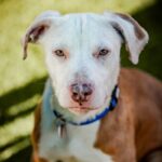 An image of Steve. Steve is a Terrier, Pit Bull.