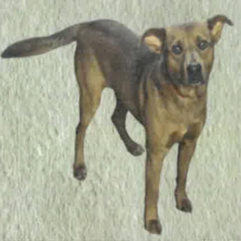 An image of Bombay. Bombay is a Mixed Breed (Medium).