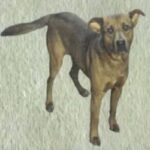 An image of Bombay. Bombay is a Mixed Breed (Medium).