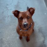 An image of Bombay. Bombay is a Mixed Breed (Medium).