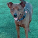 An image of Bombay. Bombay is a Mixed Breed (Medium).