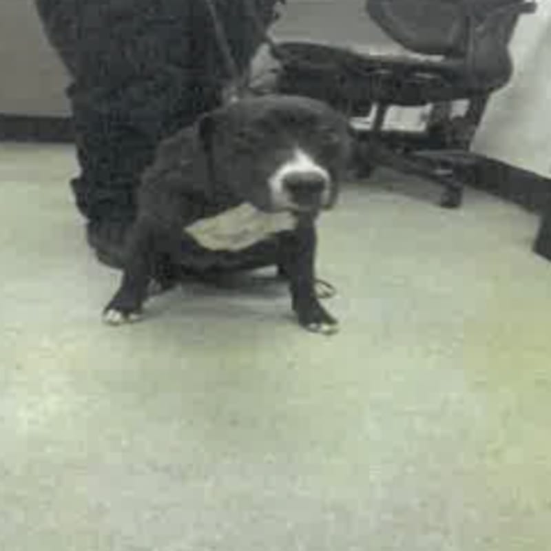 An image of Sloan. Sloan is a Terrier, Pit Bull.