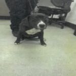 An image of Sloan. Sloan is a Terrier, Pit Bull.