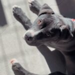 An image of Sloan. Sloan is a Terrier, Pit Bull.