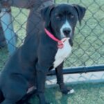 An image of Sloan. Sloan is a Terrier, Pit Bull.