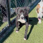 An image of Sloan. Sloan is a Terrier, Pit Bull.