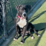 An image of Sloan. Sloan is a Terrier, Pit Bull.