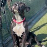 An image of Sloan. Sloan is a Terrier, Pit Bull.