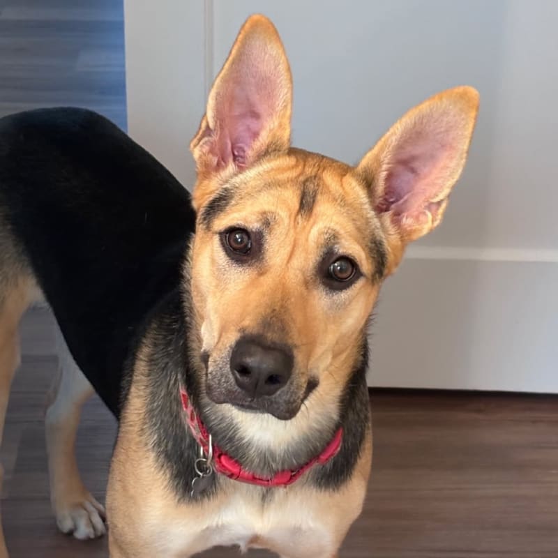 An image of Ari. Ari is a Shepherd, German/Mixed Breed (Medium).