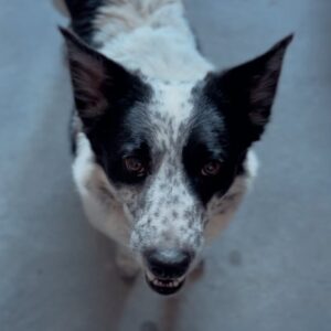 An image of Pasadena. Pasadena is a Cattle Dog, Australian (Blue Heeler).