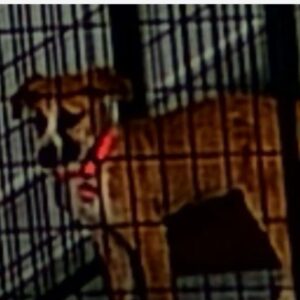 An image of Pansy. Pansy is a Shepherd.