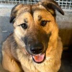 An image of Sunset. Sunset is a Shepherd, German.