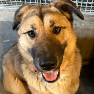 An image of Sunset. Sunset is a Shepherd, German.