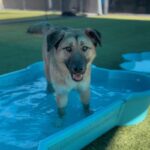 An image of Sunset. Sunset is a Shepherd, German.