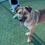 An image of Sunset. Sunset is a Shepherd, German.