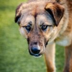 An image of Sunset. Sunset is a Shepherd, German.