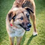 An image of Sunset. Sunset is a Shepherd, German.