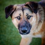 An image of Sunset. Sunset is a Shepherd, German.