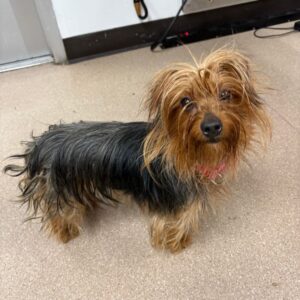 An image of Alexa. Alexa is a Terrier, Yorkshire, Yorkie.