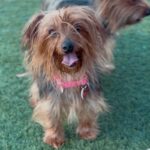 An image of Alexa. Alexa is a Terrier, Yorkshire, Yorkie.