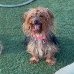 An image of Alexa. Alexa is a Terrier, Yorkshire, Yorkie.