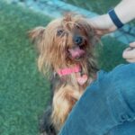 An image of Alexa. Alexa is a Terrier, Yorkshire, Yorkie.