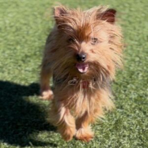 An image of Gigi. Gigi is a Terrier, Yorkshire, Yorkie.
