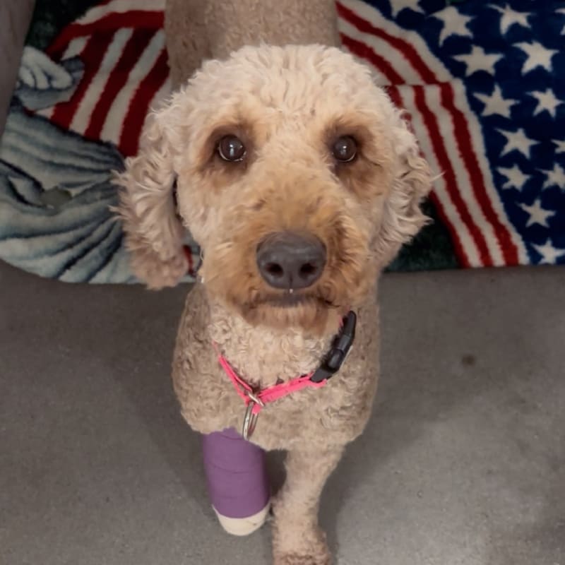 An image of Fay. Fay is a Poodle.