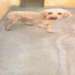 An image of Fay. Fay is a Poodle.