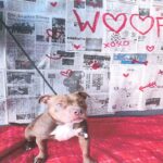 An image of Sweety. Sweety is a Bulldog, American.