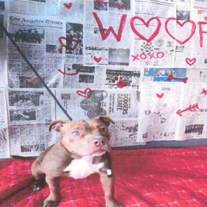 An image of Sweety. Sweety is a Bulldog, American.