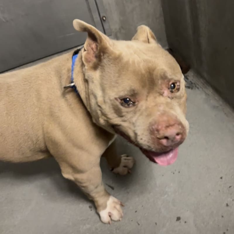 An image of Andrew. Andrew is a Bulldog.