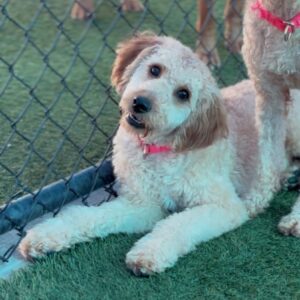 An image of Christie. Christie is a Retriever, Golden/Poodle, Standard.
