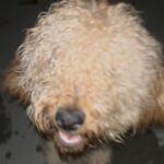 An image of Agatha. Agatha is a Retriever, Golden/Poodle, Standard.